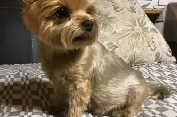 Найдена собака, Ивановская область, фото: Собака найдена у садов, Куликовское, Иваново