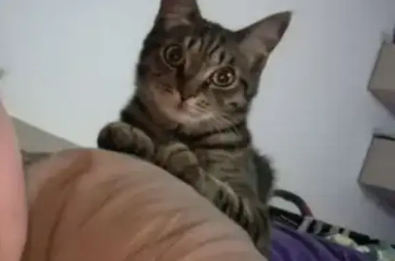 Кошки потеряшки, Курган, фото: Потеряшка полосатая кошка, 7 мес., Курган