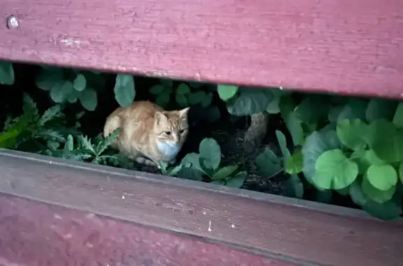 Рыжий котик найден на Спортивной, Новое Девяткино