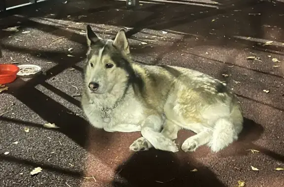 Найденные животные Алматы, фото: Хаски найдена на ул. Момышулы, Алматы