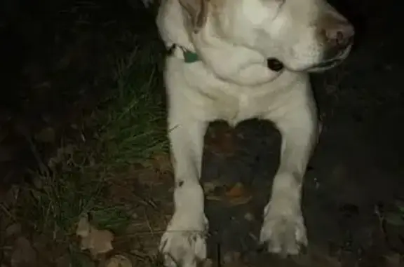 Найдена собака, Лобня, фото: Лабрадор найден: Брянско-Пролетарская, 43