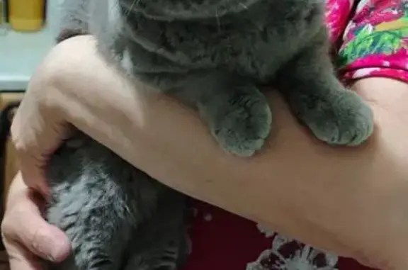 Найдена кошка, Оленегорск, фото: Кошка найдена: Парковая ул., 16, Оленегорск