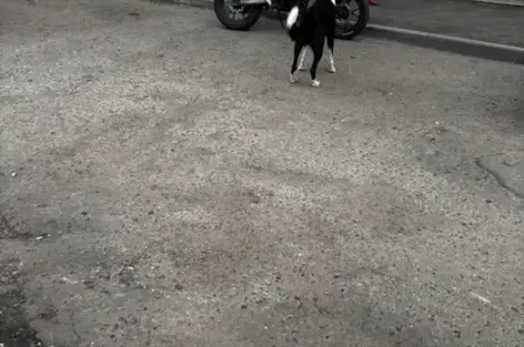 Собака найдена на Моторостроителей 12