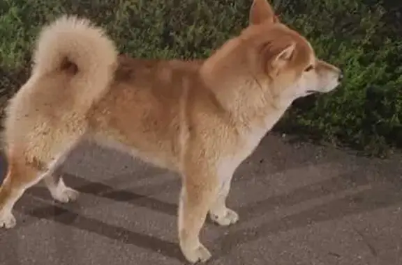 Акито найдена у д/с, пр. Айги, 15/10, Чебоксары