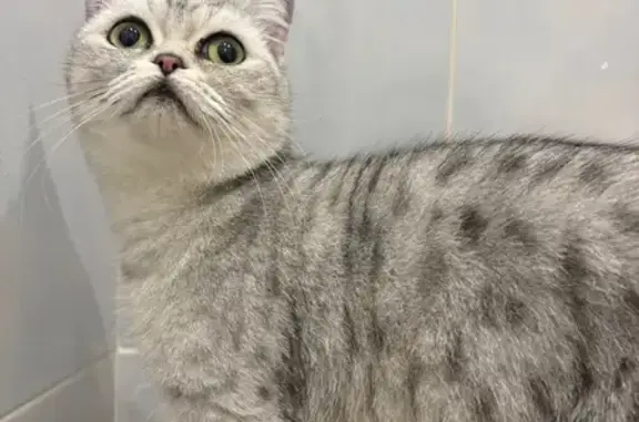 Найдена кошка, Пермь, фото: Найдена кошка, Юрша 1, Пермь