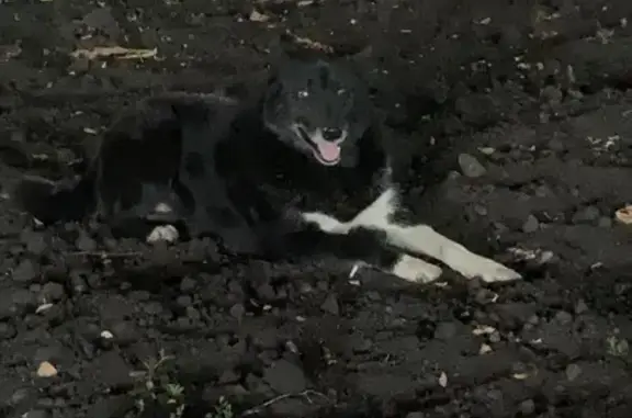 Найдена собака, Сердобск, фото: Найдена собака, ул. Быкова 5, Сердобск