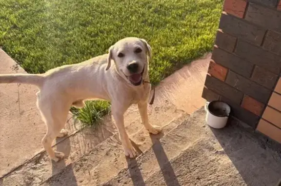 Найдена собака, Благословенка, фото: Белый лабрадор найден в Благословенке