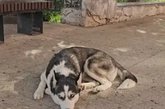 Саратов: найдена собака на наб. Космонавтов