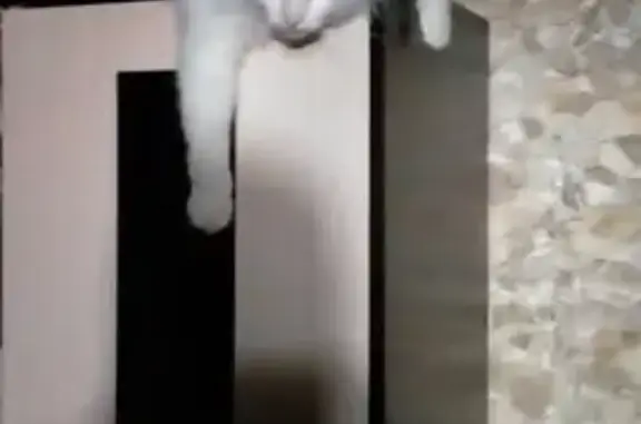 Кошки потеряшки, Ясногорск, фото: Потеряшка кошка на ул. Льва Толстого, Ясногорск