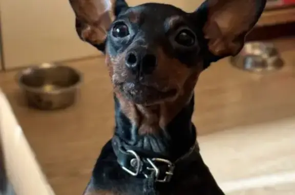 Собаки потеряшки, Санкт-Петербург, фото: Потеряшка собака, Удельный пр., 25, СПб