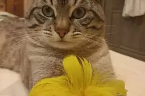 Кошки потеряшки, Виллозское городское поселение, фото: Потеряшка кошка, Виллозское пос., д. 26