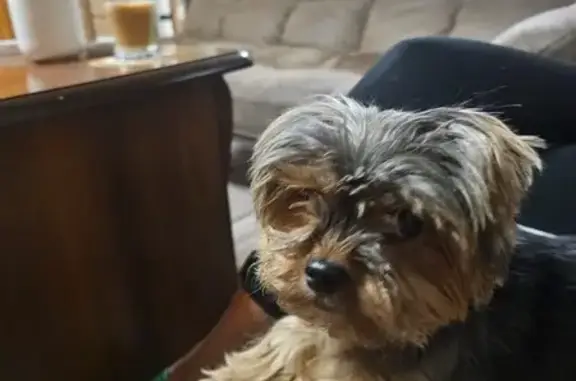 Найден йоркшир на Манежной 71, Ростов-на-Дону