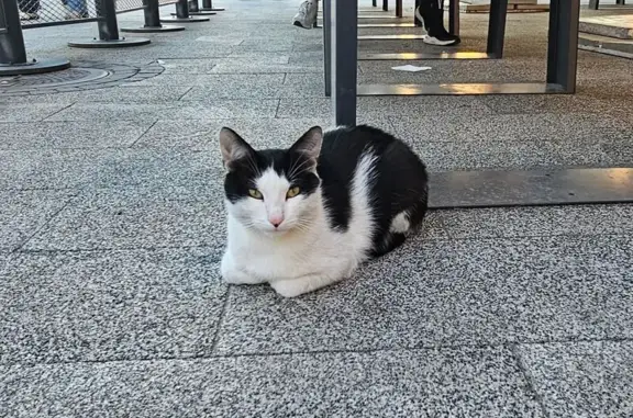 Найдена кошка, Саратов, фото: Кошка найдена: ул. Григорьева, 41/43