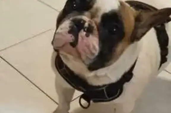 Найдена собака, Калининград, фото: Собака найдена: Чайковского, 41, Калининград