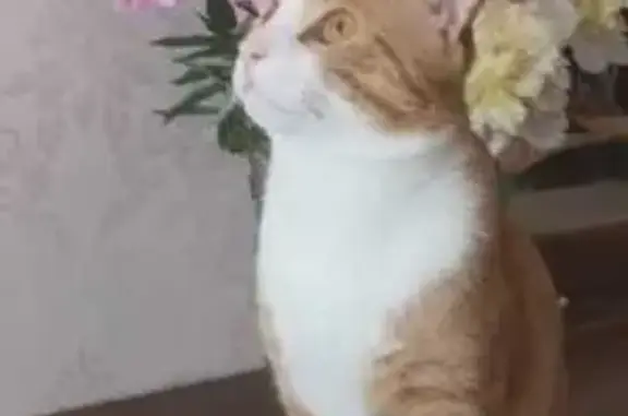 Кошки потеряшки, Майкоп, фото: Потеряшка кот, ул. Победы, 44, Майкоп