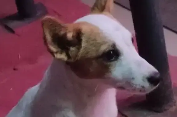 Найдена собака, Оренбург, фото: Собака найдена: пр. Победы 144А к1, Оренбург