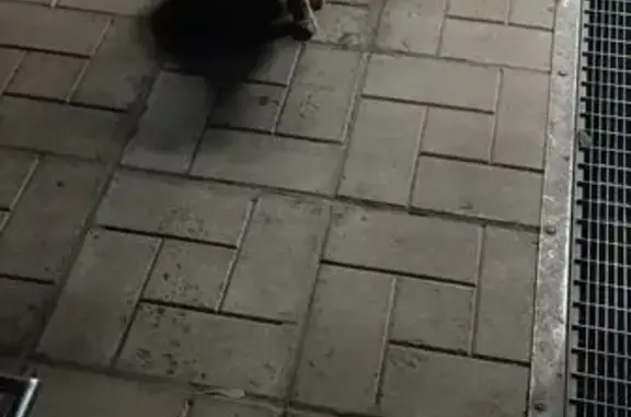 Найдена кошка, Красноярск, фото: Кошка найдена у Магнита, Чернышевского 49