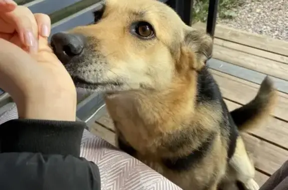 Найдена собака, Полянское сельское поселение, фото: Собака найдена у КП Морские террасы