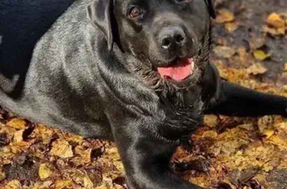 Собаки потеряшки, Томск, фото: Потеряшка собака у Быстронома, Елизаровых 53А