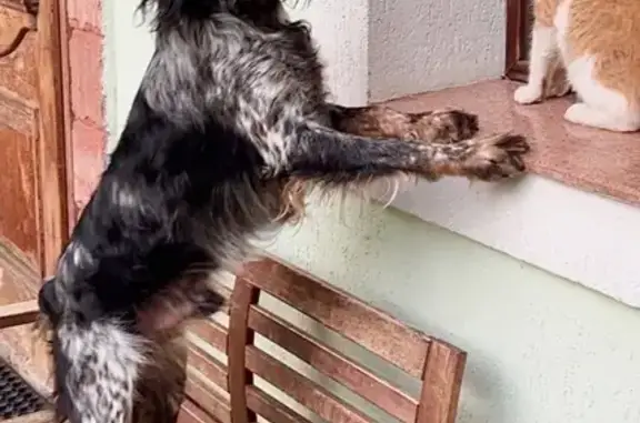 Собаки потеряшки, Сочи, фото: Потеряшка собака, Сочи, Лесопарковая ул.