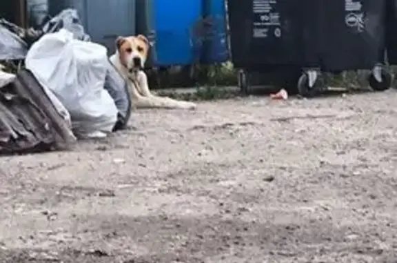 Найдена собака, Московская область, фото: Алабай найден в Жаворонках, МО