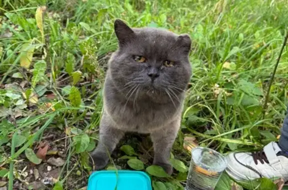 Кошка найдена у аптеки, Жукова 8, Уфа