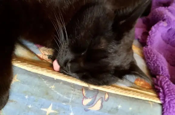 Пропала кошка, Омск, Андрианова 26