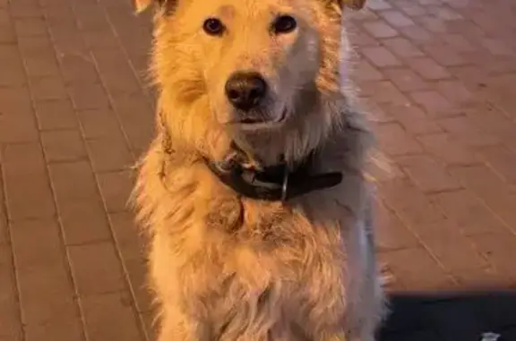 Собака найдена: ул. Маршала Одинцова, 25Б/9