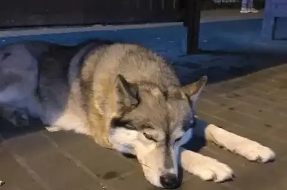 Хаски найдена у ЦУМа, ул. Чехова, 3, Пенза