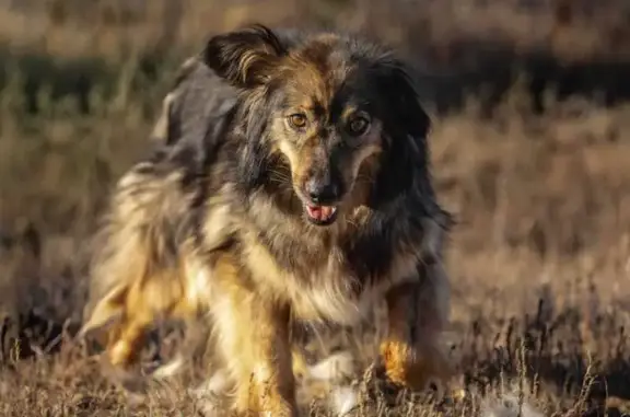 Собаки потеряшки, Краснослободск, фото: Потеряшка собака, ЖК Заречье, Краснослободск