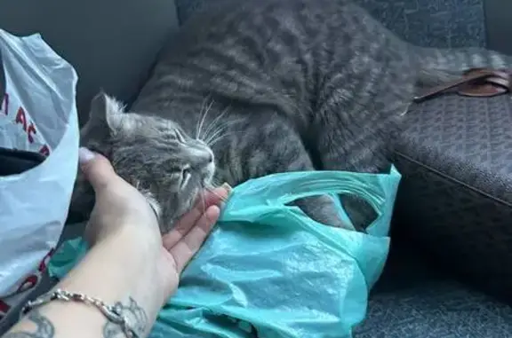 Кошки потеряшки, Рославль, фото: Потеряшка кошка, 1-й Смоленский пер., Рославль