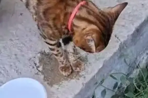 Найденные животные Ставрополь, фото: Бенгальская кошка найдена: Гризодубовой, 24