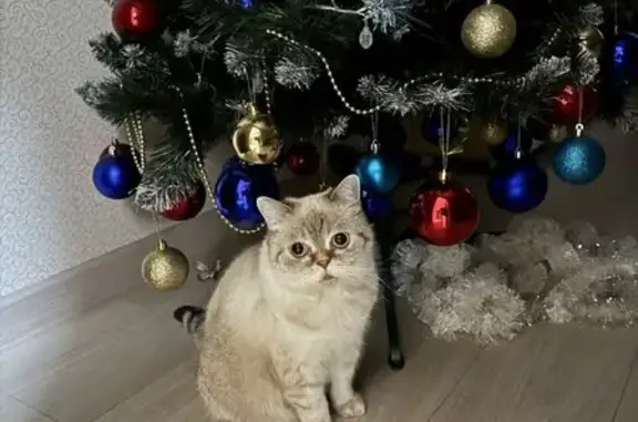 Кошки потеряшки, Чебоксары, фото: Потеряшка кошка, Ярмарочная ул. 17, Чебоксары