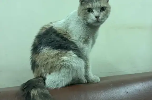 Кошка найдена: Щёлковское ш., 3 с1, Москва