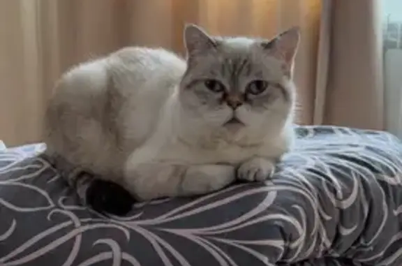 Кошки потеряшки, Чебоксары, фото: Потеряшка кошка Бэлла на Ярмарочной, 17