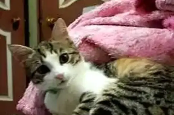 Пропала кошка, Борисовка, Краснодарский край