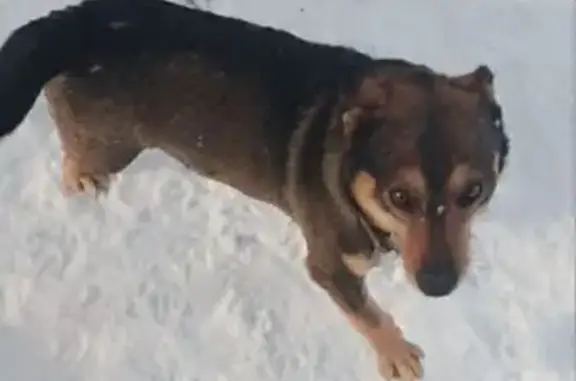 Пропала собака, Компрессорная ул., Сторожёвка