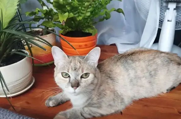 Кошки потеряшки, Минск, фото: Потеряшка кошка, ул. Б. Берута, 17 к3, Минск