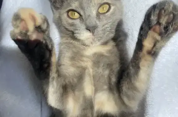 Кошки потеряшки, Ивановская область, фото: Потеряшка кошка в дер. Дерябиха, Иваново