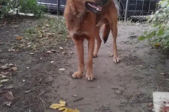 Найдена собака, Воронеж, фото: Собака найдена у кафе Рица, Воронеж