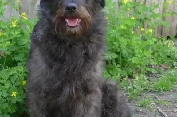 Пропала собака в Липецке, СНТ Мичурина