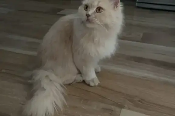 Кошки потеряшки, Новосибирская область, фото: Потеряшка кошка, Новолуговое, НСО