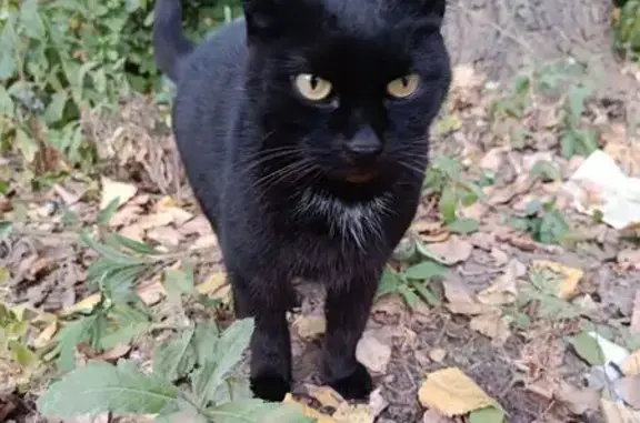 Кошка найдена, Садовая ул., 2, Одинцово