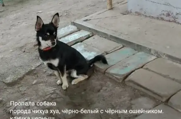 Пропала собака, Петровское, Воронежская обл.