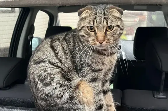 Найдена кошка, , фото: Кошка найдена: Клишева, МО