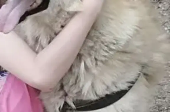 Пропала лайка на Хрустальной улице, Чигири