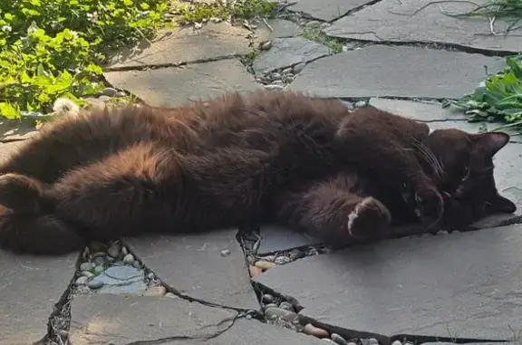 Пропала кошка, 4-я Центр. ул., 13, Агалатово