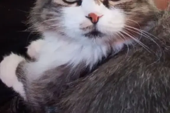 Кошки потеряшки, Ростов-на-Дону, фото: Потеряшка кошка, пр. 40-летия Победы, 172