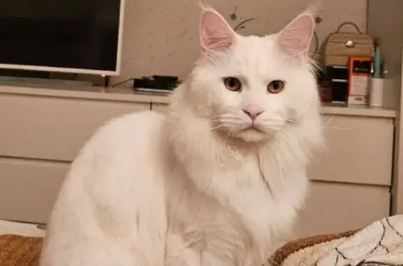 Кошки потеряшки, Московская область, фото: Потеряшка кошка Честер, 1-е Успенское шоссе