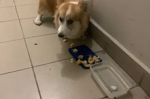 Собака найдена у метро Окружная, Москва